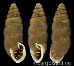 IMG_detallada/Chondrina tenuimarginata.jpg